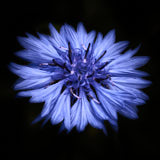 Cornflower, Tregarth, Wales
