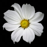 Cosmos, Tregath, Wales