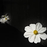 Cosmos, Tregarth, Wales