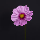 Cosmos, Tregath, Wales