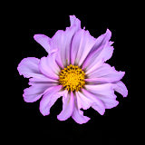 Cosmos, Tregarth, Wales