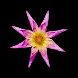 Dahlia, Tregarth, Wales