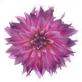 Dahlia, Tregarth, Wales