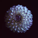Dahlia, Tregarth, Wales