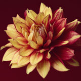 Dahlia, Tregarth, Wales