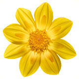 Dahlia, Tregarth, Wales