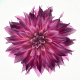 Dahlia, Tregarth, Wales