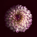 Dahlia, Tregarth, Wales