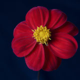 Dahlia, Tregarth, Wales