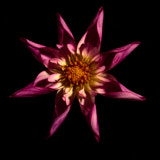 Dahlia, Tregath, Wales