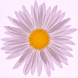 Daisy, Tregarth, Wales