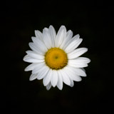 Daisy, Newborough, Wales
