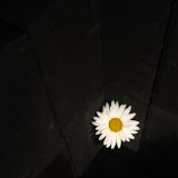 Daisy, Tregarth, Wales