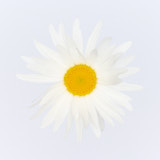 Daisy, Tregarth, Wales