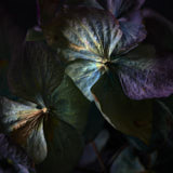 Flowers, hydrangea