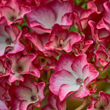 Hydrangea, flowers, wales