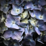 Hydrangea, Wales