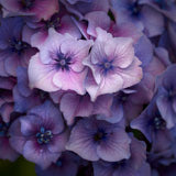 Hydrangea, Flower, Wales