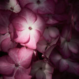 Hydrangea, Wales