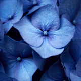 Hydrangea, Flower, Wales