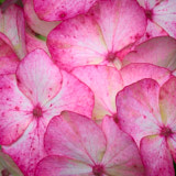 Hydrangea, Tregarth, Wales