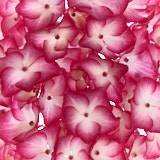 hydrangea, Wales