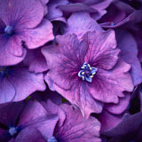 Hydrangea, Tregarth, Wales