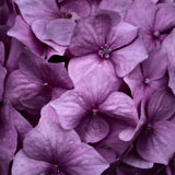 Hydrangea, Tregarth, Wales