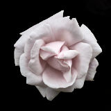 Rose, Tregarth, Wales