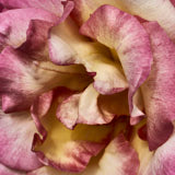 Rose, Wales