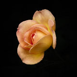 Rose, Tregath, Wales