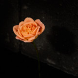 Rose, Tregarth, Wales