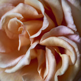 Flower, Rose, Wales
