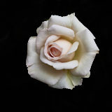Rose, Flower, Wales