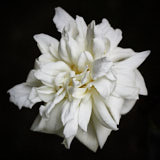 Rose, Wales