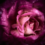 Rose, flowers, wales