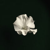Sweet Pea, Tregarth, Wales