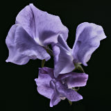 Sweet Pea, Tregarth, Wales