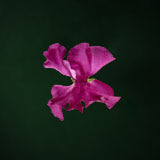 Sweat Pea, Tregarth, Wales