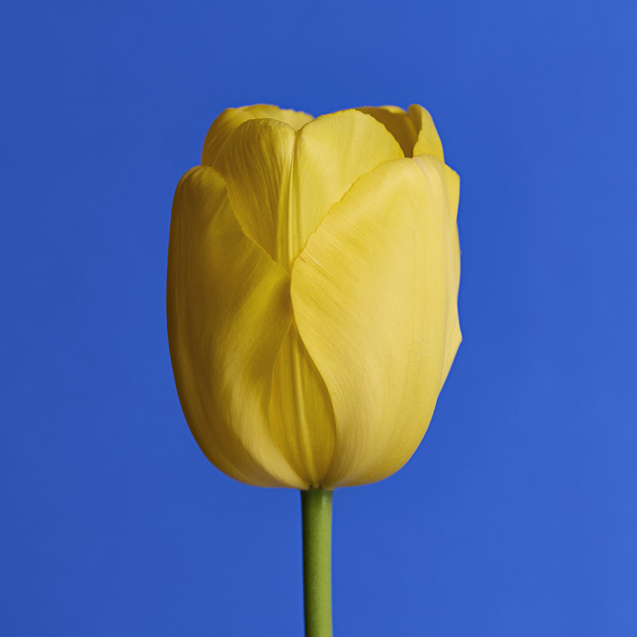 Tulip