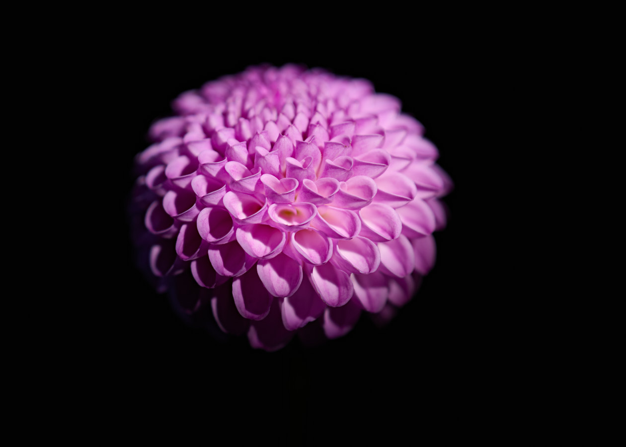 Dahlia