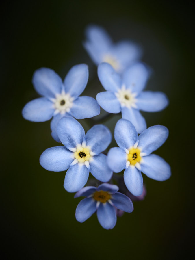 forget-me-not