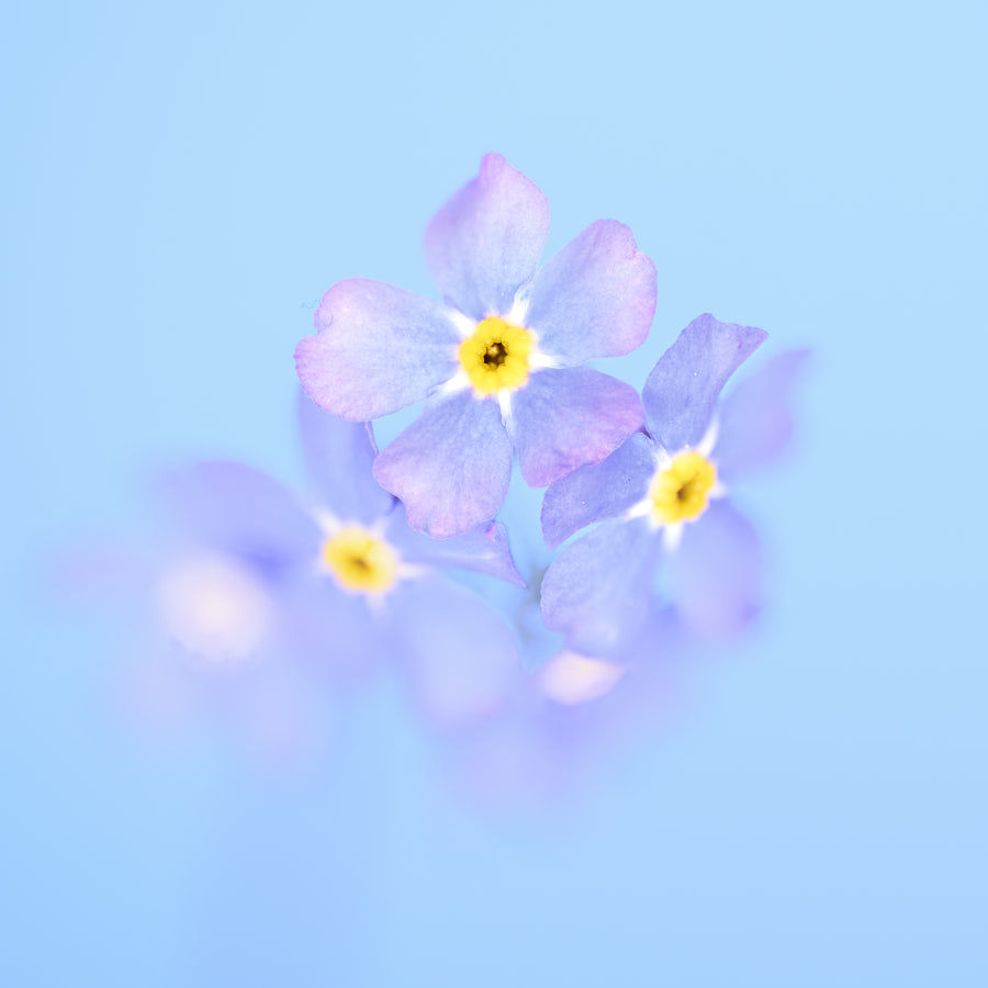 forget-me-not