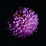 Dahlia, Tregarth, Wales