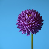 Dahlia, Tregath, Wales