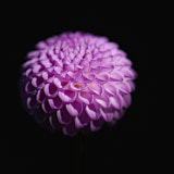 Dahlia, Tregarth, Wales