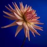Dahlia, Tregarth, Wales