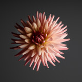 Dahlia, Tregarth, Wales
