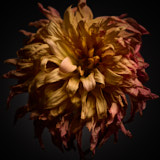 Dahlia, Tregarth, Wales