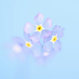 forget-me-not, Wales